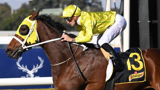 Vaucluse Bay has a great chance to snare a win at Rosehill on Saturday.