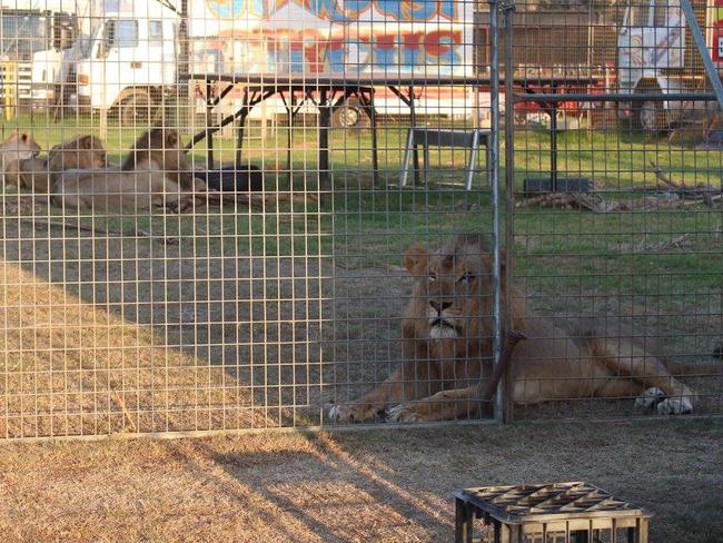 The circus uses lions, monkeys and horses in its show.