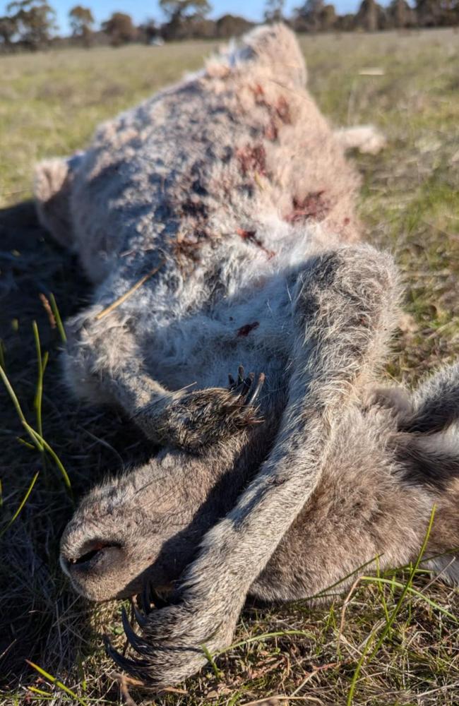 A dead kangaroo peppered with shotgun pellet wounds. Picture: Terra Mater Wildlife Shelter