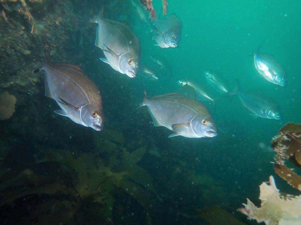 Fish are everywhere in the Tinderbox reserve. Picture: Michael Jacques