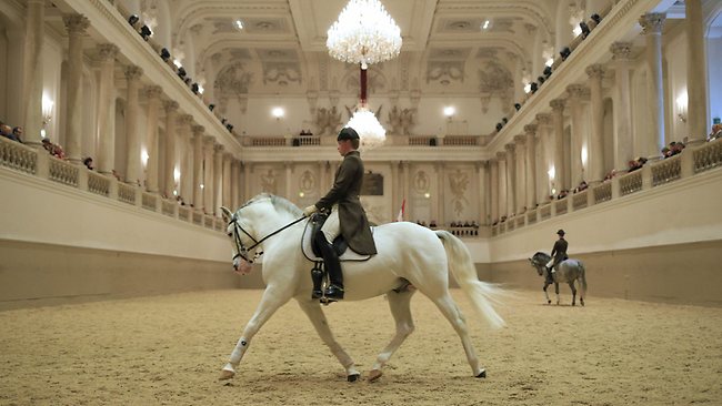 Famous Lipizzan Horses Put Through Paces Trotting And ‘dancing At