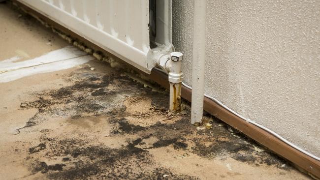 Mould removalists in Sydney busy after wet start to winter | news.com ...