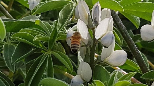 The lupin flour is added to soups and cakes and desserts through rigorous recipe development strategies to yield a high nutritional content without impacting taste. Picture: Lupins for Life