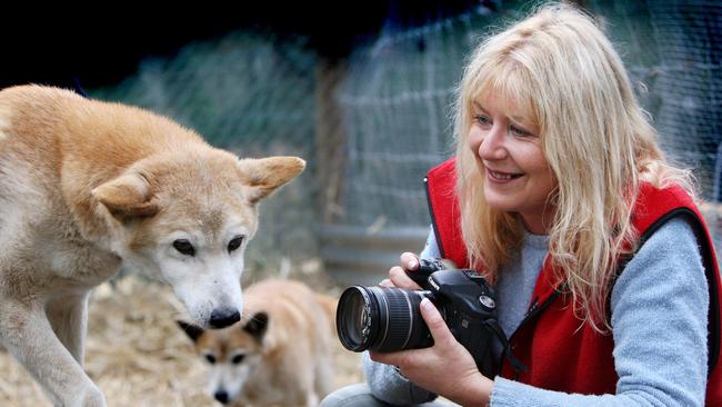 Jennifer Parkhurst, who has been studying dingoes for 40 years including 20 specifically on the animals at K’Gari, says the latest problem have been caused by “people doing stupid things” and better education has to be a priority. Pic. Bruce Magilton