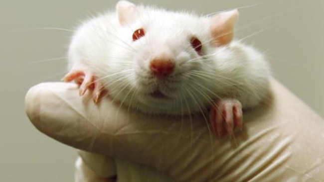 Animal testing: Millions of animals used in Victorian lab tests, report ...