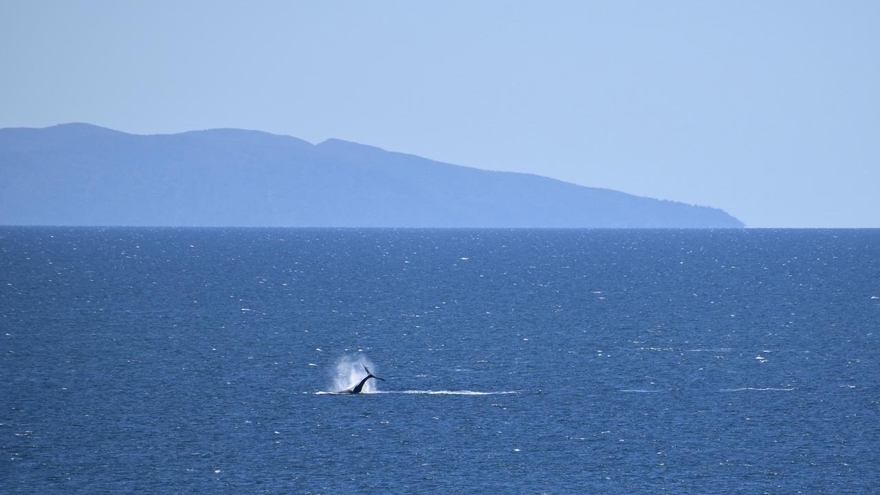 Whales breaching off the Mackay coast as they swam past Lamberts Lookout on Sunday. Picture: Rae Wilson