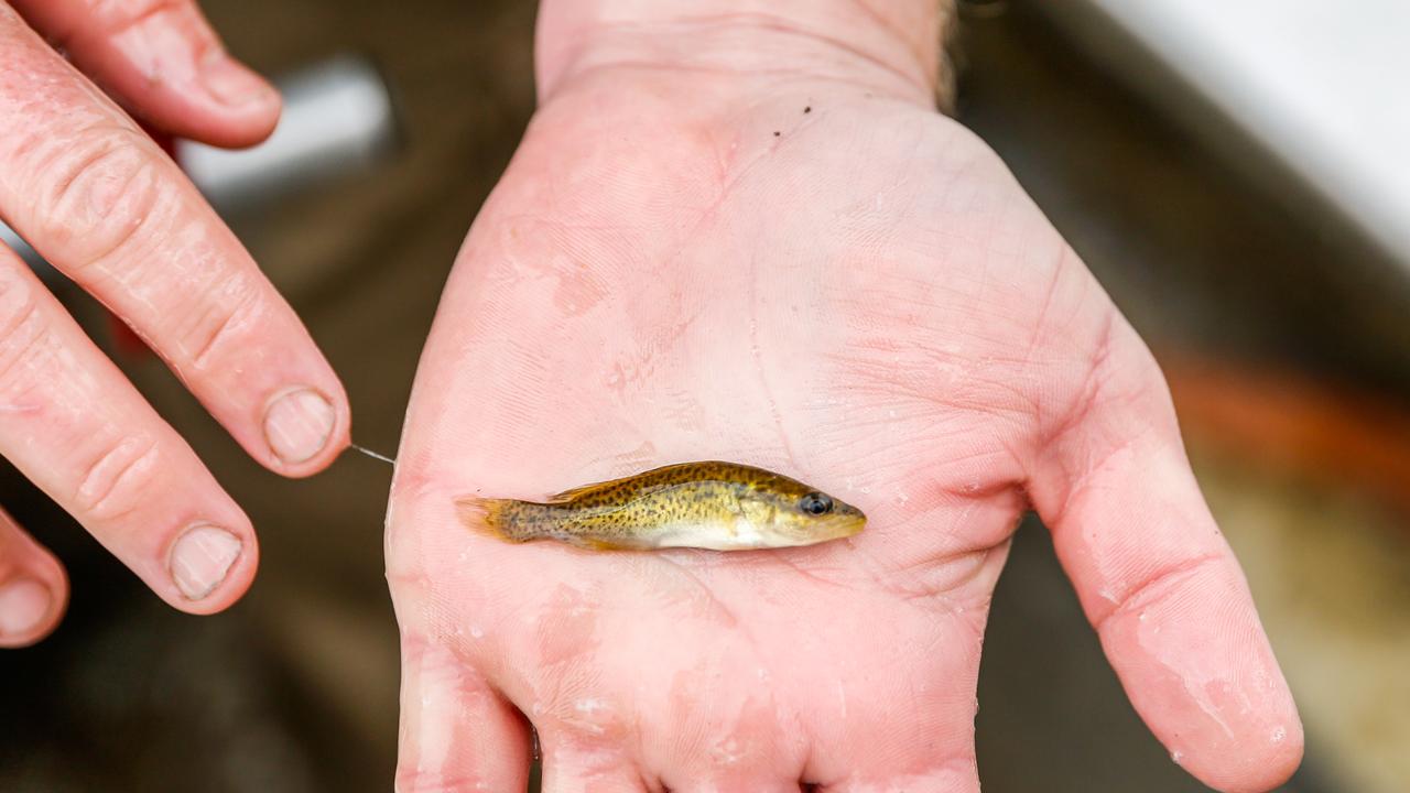 Murray Darling Basin native fish recovery: funding pool runs dry | The ...