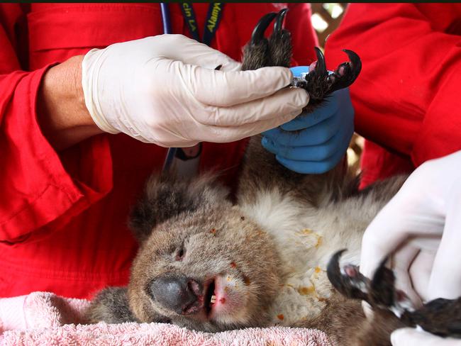 An bushfire-affected and injured koala being treated at the Kangaroo Island Wildlife Zoo. Picture: Lisa Maree Williams/Getty