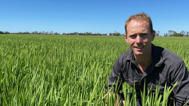 Deakin University PhD candidate Matt Champness in an aerobic rice trial crop. Picture: Supplied