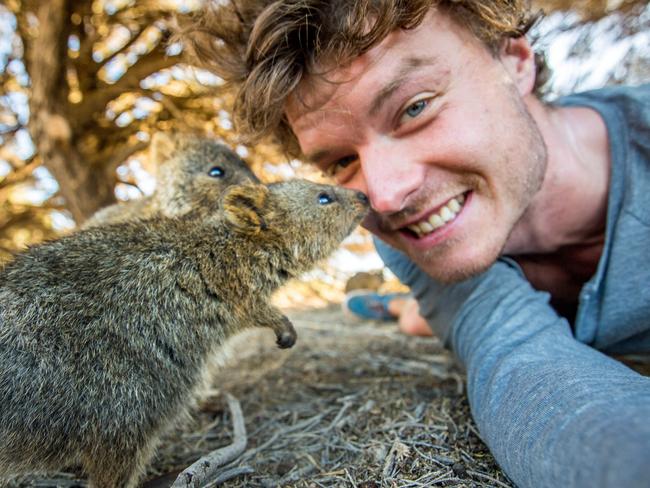 Allan Dixon’s animal selfies - quokka. Pic: @Daxon/Caters News