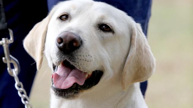 Kira is one of three golden labs acquired by SAPOL from Melbourne Customs will soon become passive-alert drug-detection dogs in Adelaide.