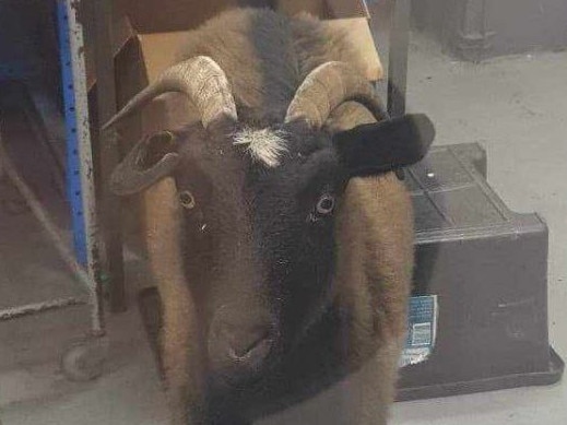 Here we goat again! Workers got a surprise this morning when they found a goat inside their Wingfield factory.  Police were called, but it is not known how the goat came to be inside the factory. Picture SAPOL