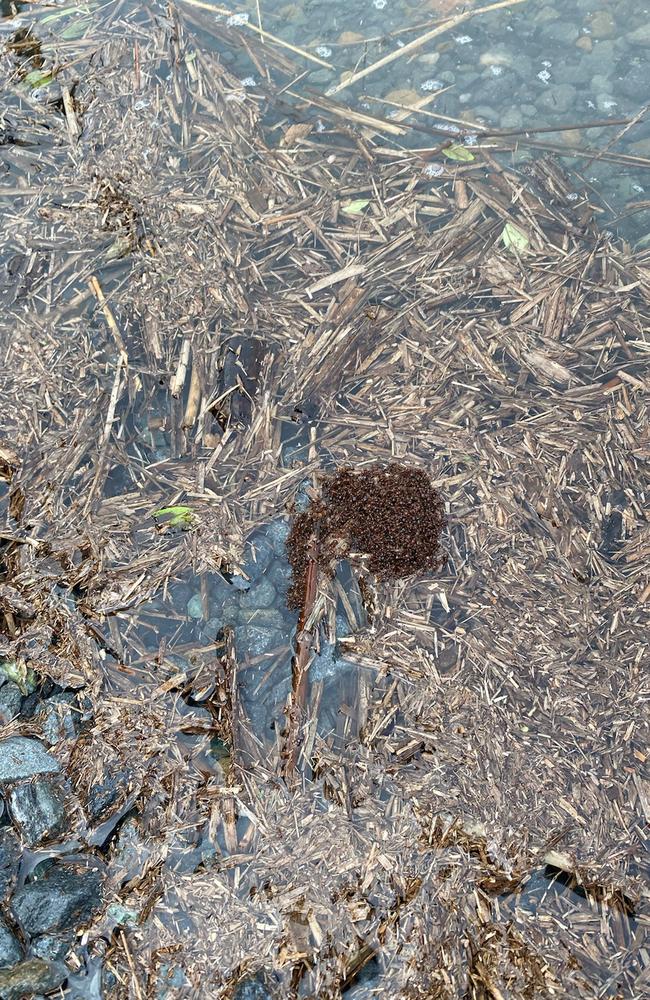 Fire ants seen 'rafting' in northern Gold Coast floodwaters.