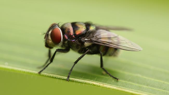 An African tstete fly. Picture: iStock