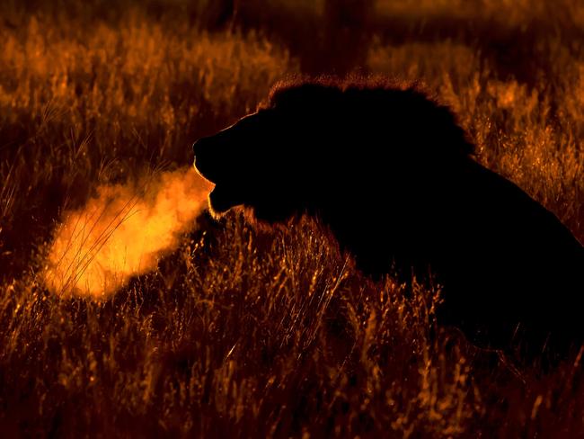 Highly Commended Animal Behaviour ... Dawn Roar, A male lion roars in the chilly dawn in the Kalahar. Picture: Michael Gallagher/WildLifePhoto.com