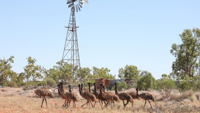 Noel and Jan McMahon’s 16,385-hectare property, Maureen Joy, northwest of Bourke. Picture: Kylie Fisher