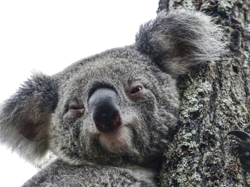 Coolum Beach Christian College wins fight to declassify koala habitat ...