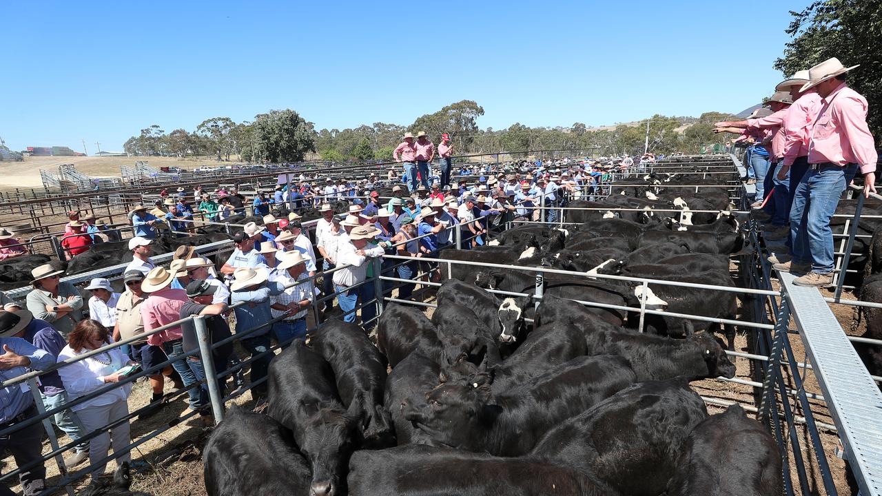 The Mountain Calf Sales are just around the corner and Omeo has recorded 61.4mm rain in January. Picture Yuri Kouzmin