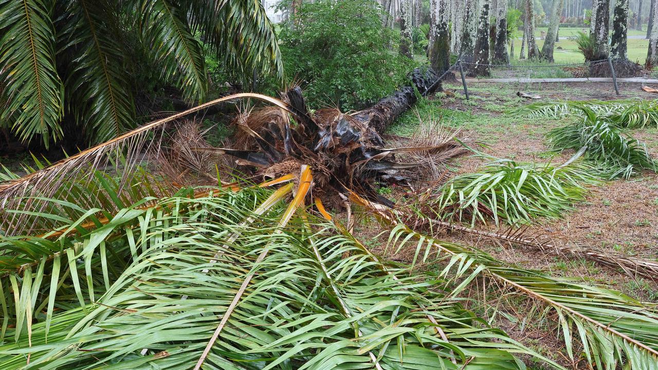 Trees blown down by TC Jasper in Port Douglas. Picture: Liam Kidston