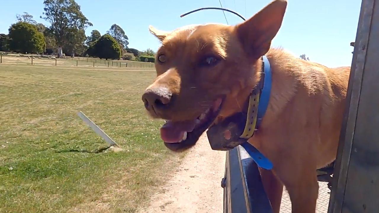 2023 Cobber challenge: Tasmanian kelpie takes out hardest working dog ...