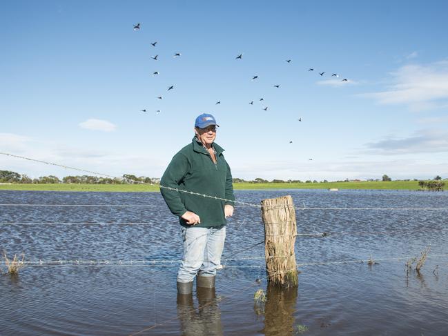 Flooding at Rod Cope's dairy farm at Tarwin. He had 30mm in the past week. Water birds who've migrated to the water take flight behind.