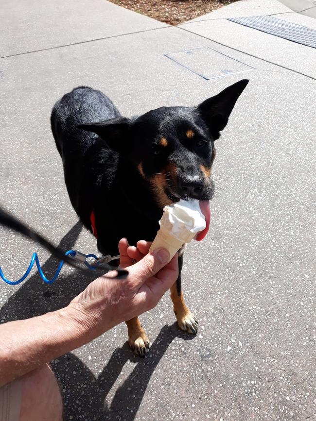 Miss Lucy Jack enjoys an icecream after her run around Bendigo. Picture: Marls Jack