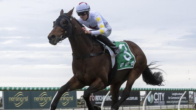 Racehorse Seat of Power. Photo: Greg Irvine, Magic Millions. MUST CREDIT