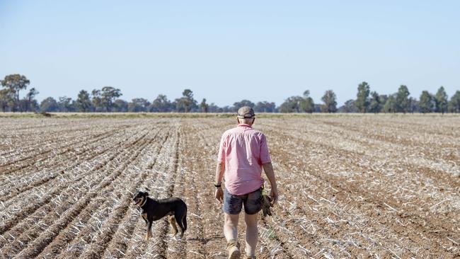 Roy Hamilton at Rand and his dog Dusty walk the paddocks. Picture: Zoe Phillips