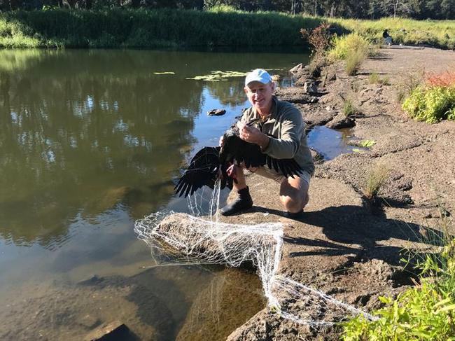 A darter rescued by Rowley Goonan found with fishing line wired around its mouth is finally captured on the third go. Picture: Wild Bird Rescues Gold Coast