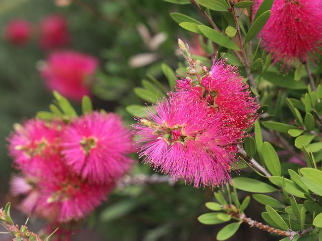 New colour burst series of dwarf bottlebrushes, Fluro Burst. Source: Ozbreed