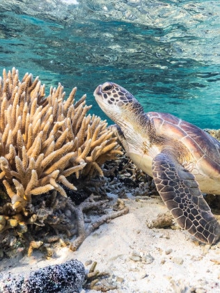 The Great Barrier Reef is under threat from climate change, pollution and coastal development, according to many scientists and environmentalists who have raised concerns about its future. Picture: Getty Images