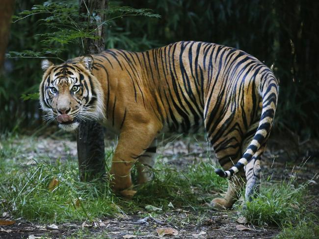 Tiger Hutan licks his lips after an enjoyable breakfast. Picture: David Caird