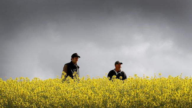 Grain farmer Nathan Wegener with his Brett Wegener in their crops at Callington, east of Adelaide. Picture: Kelly Barnes/The Australian