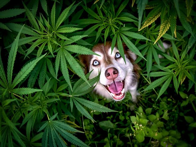 Runa found herself captivated by the leaves of a hemp crop. Picture: Corinna Mooser/Comedy Pets