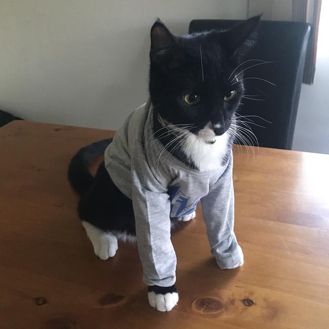 Jax, trying on his shirt for the first time. Picture: Sheridan