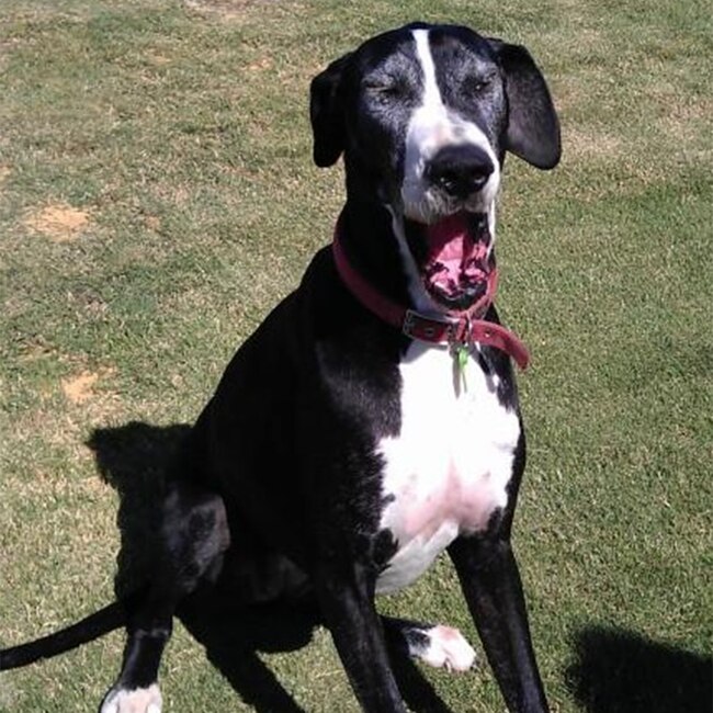 Ray and Jennie Kehlet rescue Great Dane Ella. Photo: WA Police.