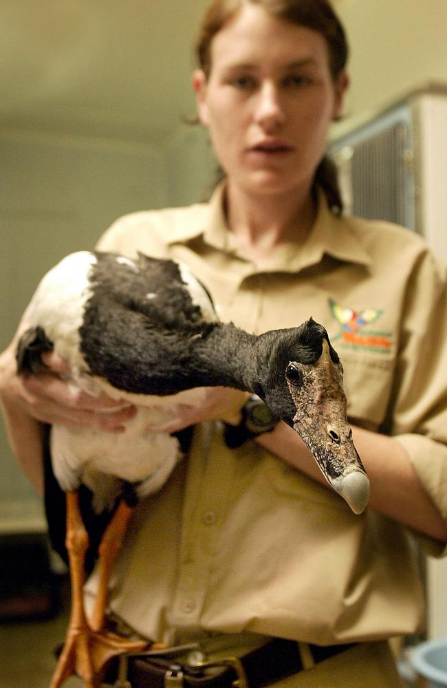 Currumbin Wildlife Sanctuary was badly hit by the hailstorm. Emma Hutton is pictured with an injured magpie goose.