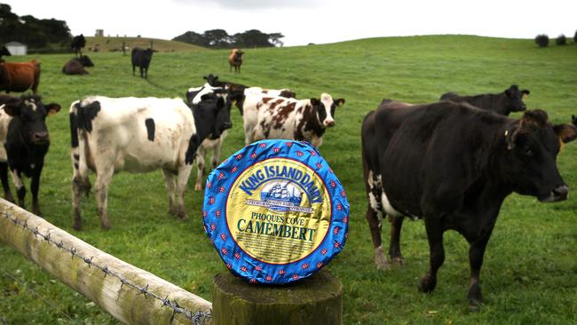 King Island Dairy Farmers. The Millwood family on their dairy farm. King Island cheese with Dairy cows