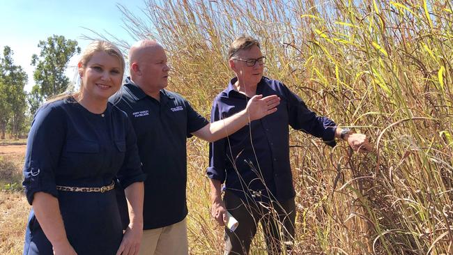 Territory Alliance candidates Rachael Wright (Goyder), Andy Harley (Nelson) and Terry Mills (Blain) with some gamba grass. Picture: Madura McCormack