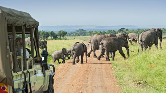 On safari on the plains of the Masai Mara. Picture: Getty Images