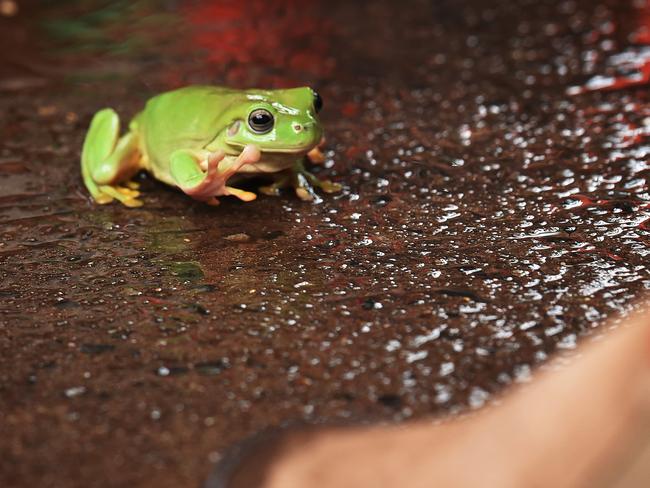 A lone frog waves to fans as it makes its way to the finish line during Tuesday’s annual frog races at the Noonamah Tavern. PICTURE: Justin Kennedy