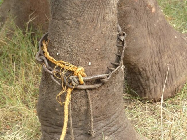 Life in chains ... this image shows the spikes which dug into Raju’s legs. Picture: Wildlife SOS India