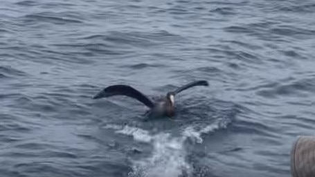 This hungry southern giant petrel could be seen in the water in the lead-up to the attack. Picture: Benjamin Kessler