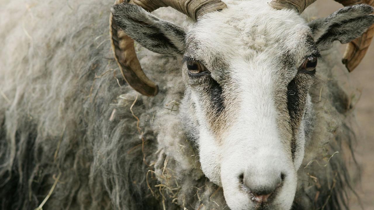Couple believed to be killed by sheep