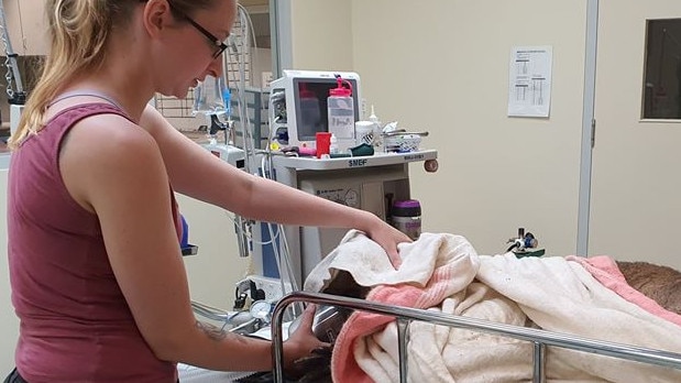 Frank the kangaroo was rushed to a veterinary hospital and the arrow was removed.