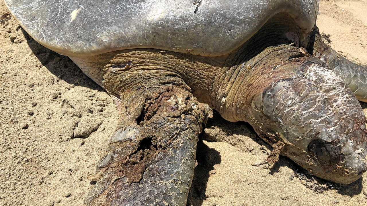 Dogs kill nesting turtle | The Courier Mail