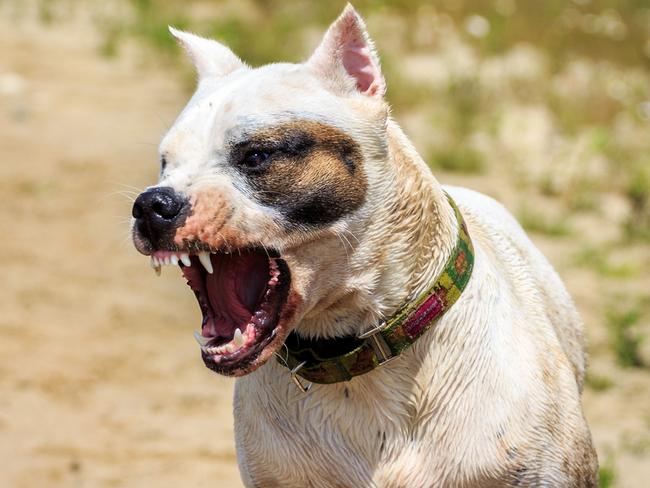 Dog attack generic Townsville.