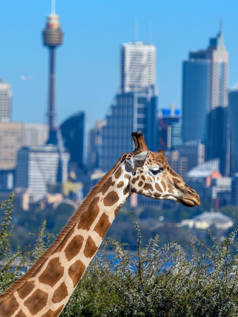 Sydney came in at number 10. Picture: AAP/Brendan Esposito