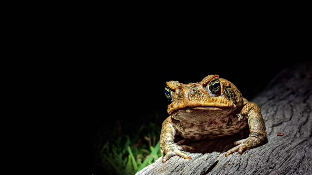 The 2025 Great Cane Toad Bust saw over 200,000 cane toads removed from the environment across Australia, including over 95,000 in Queensland.