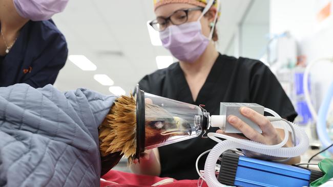 SUNDAY TELEGRAPH 16th NOVEMBER 2021 - EMBARGOED - MUST TALK TO JEFF DARMANIN BEFORE USE.Pictured are nurses at SASH Animal Hospital at North Ryde in Sydney prepping an injured Wedge Tailed Eagle named Tuross for surgery. The Eagle was handed in to Wildlife Rescue South Coast after a property owner found the bird floundering on her property.The diagnosis is a broken leg which the surgeons will fix with a rod and a plate. Tuross will then undertake rehabilitation until being released into the wild again.Picture: Richard Dobson